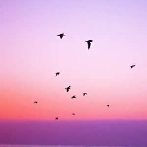 pexels-adrianna-calvo-21261 (1)